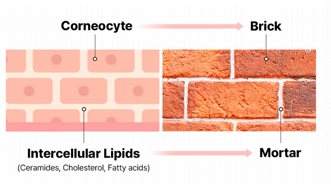 Ceramides Are Not All Equal